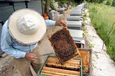 Radovi na pčelinjaku u oktobru mesecu