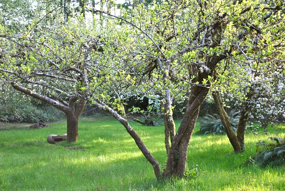 Raspored sorti u voćnjaku prema odnosima oplođenja