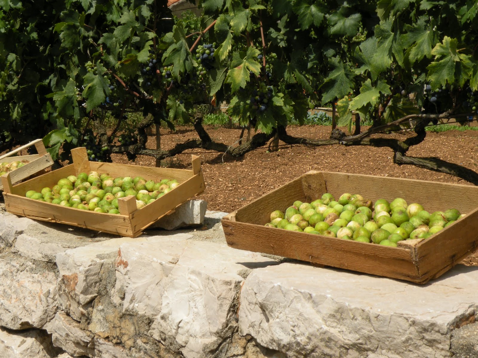 Sušenje smokava na suncu i u solarnoj ekološkoj sušari