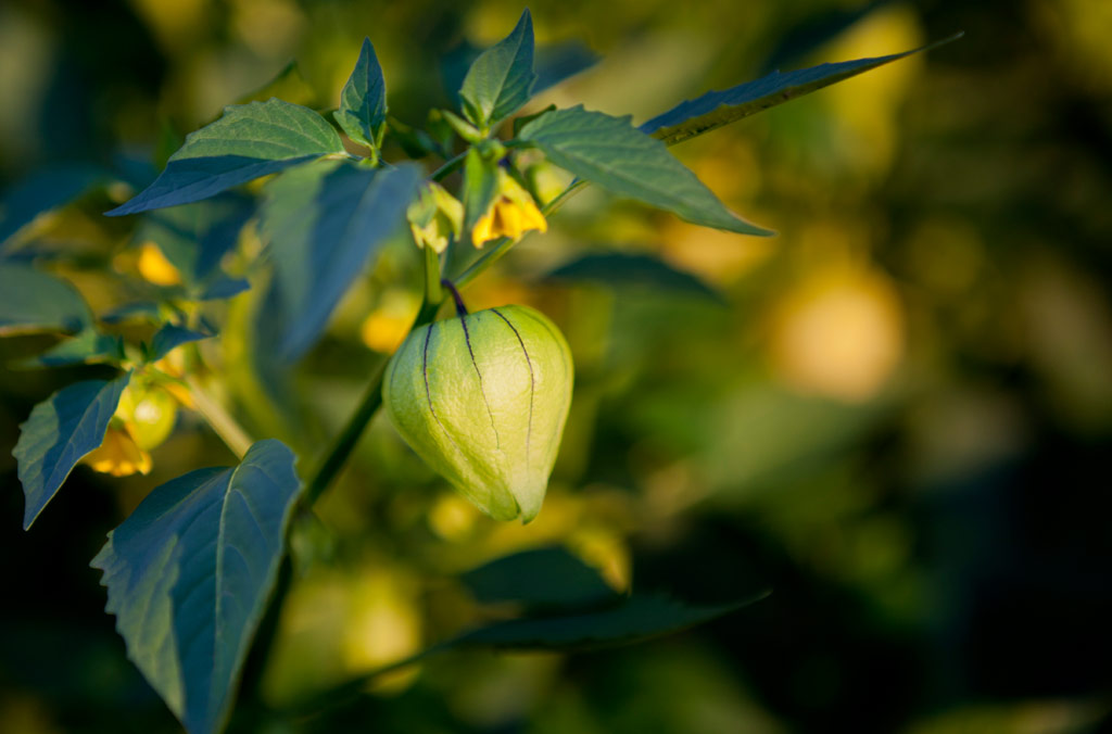 TOMATILO