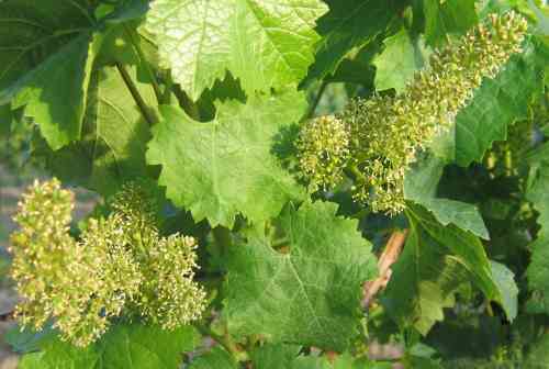 Цветање винове лоза