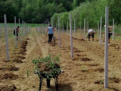 Priprema zemljišta za podizanje višegodišnjih zasada