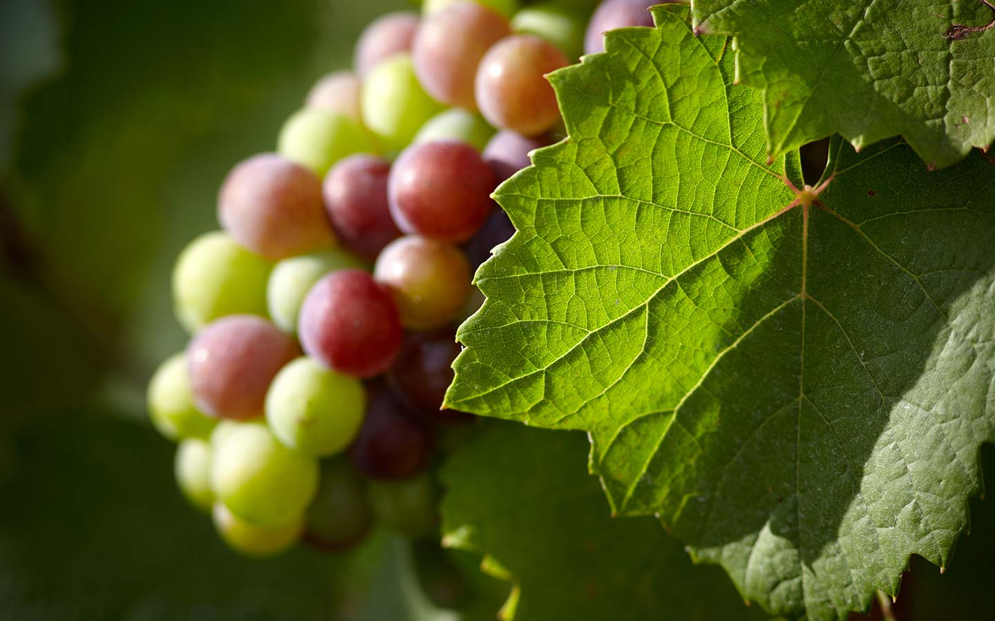 Zaštita vinove loze u organskoj proizvodnji