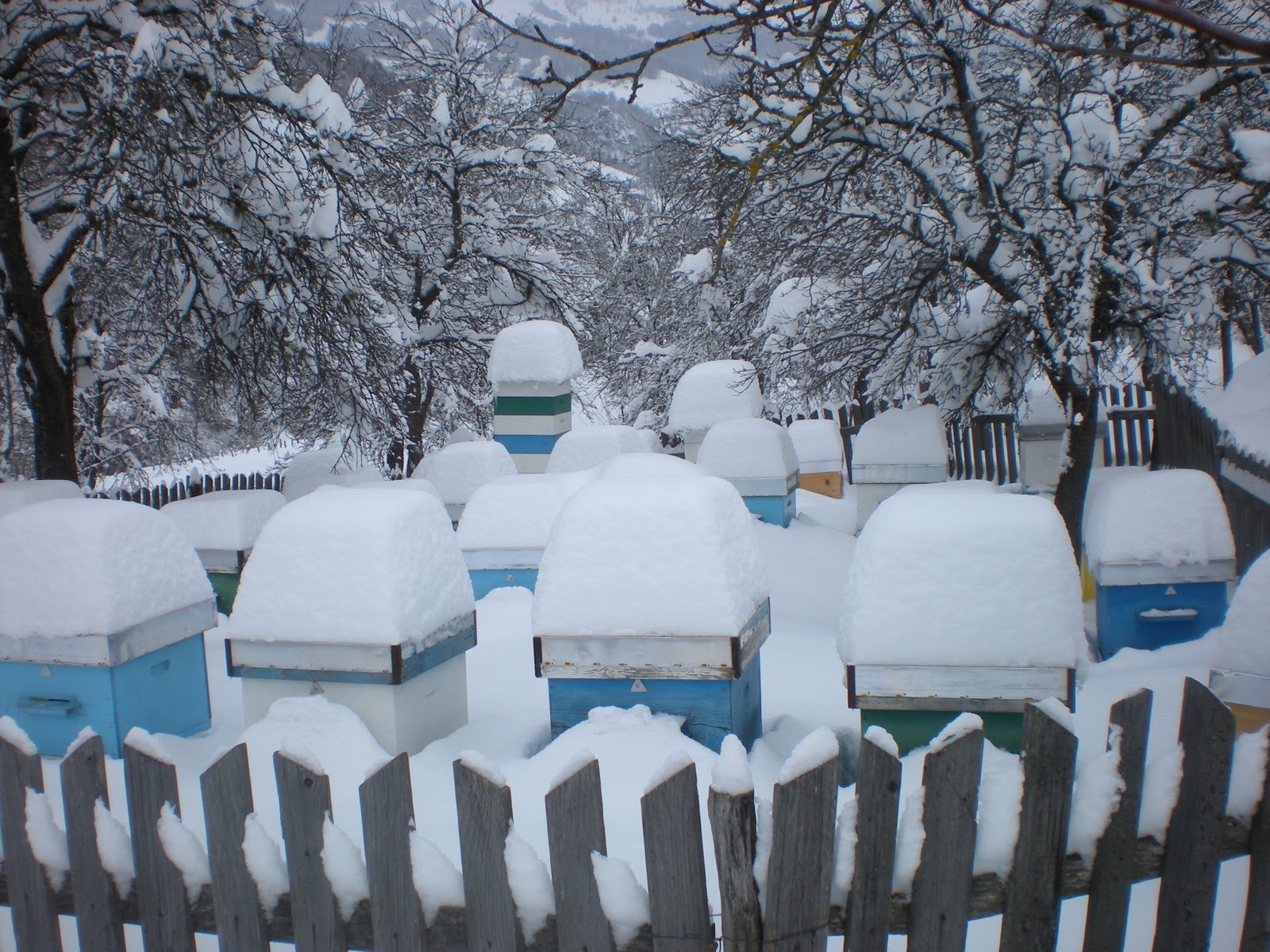 Zaštita pčela od niskih temperatura