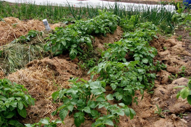 Uzgoj krompira bez obrade zemljišta