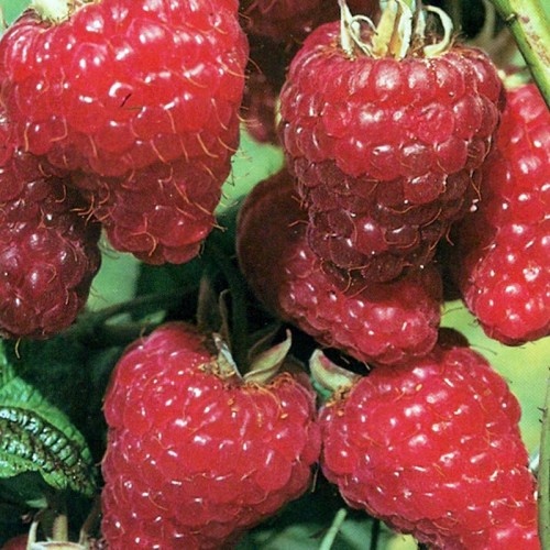 УКЛАЊАЊЕ ПРВИХ СЕРИЈА МЛАДИХ ИЗДАНАКА МАЛИНЕ