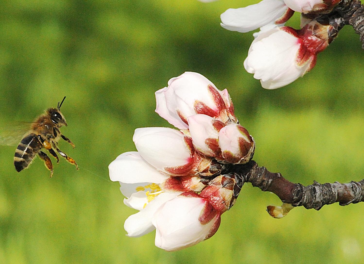 Pčela kao oprašivač u voćnjaku