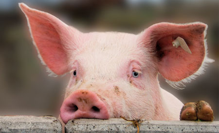 Српске свиње највеће жртве евро интеграција