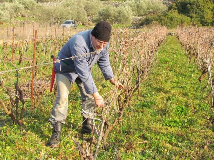 Radovi u vinogradu pre početka vegetacije