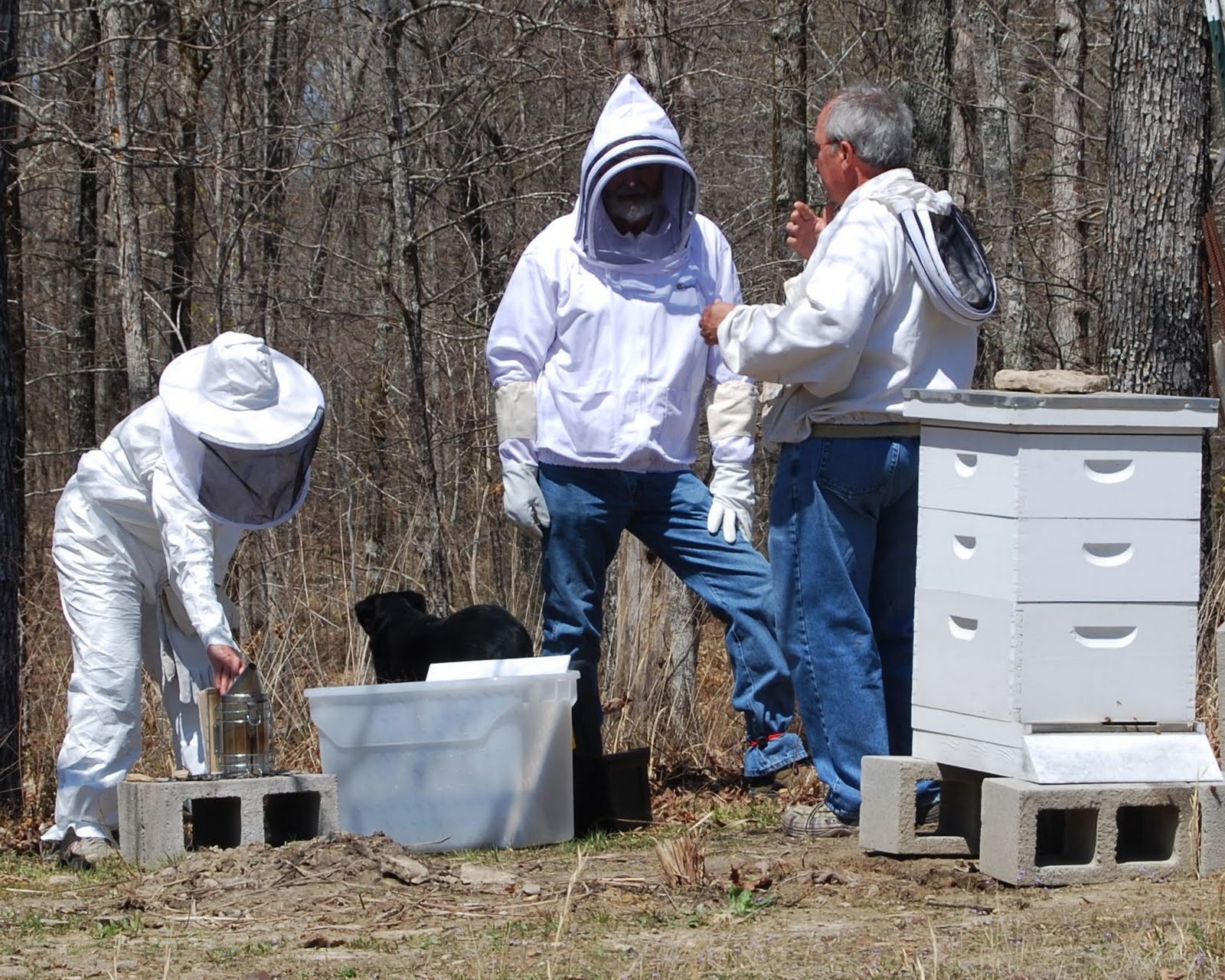 Zimski pregled pčelinjih društava