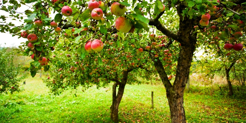 Органска производња јабуке