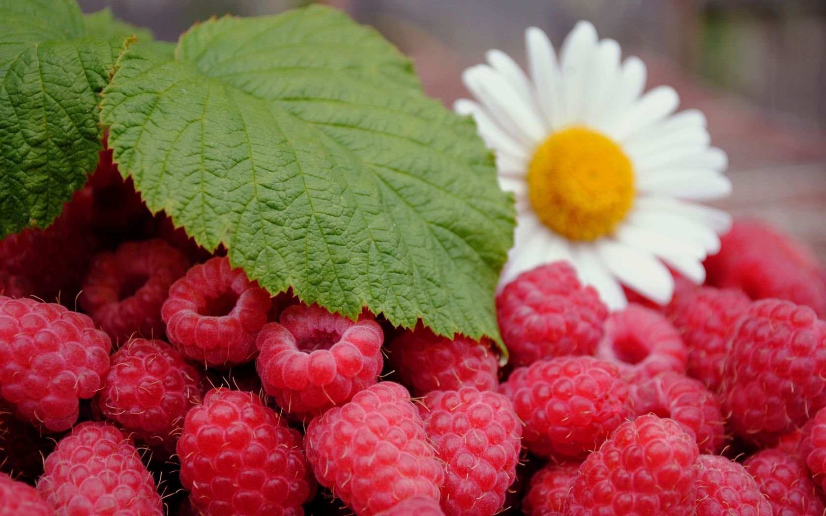 Lekovitost maline