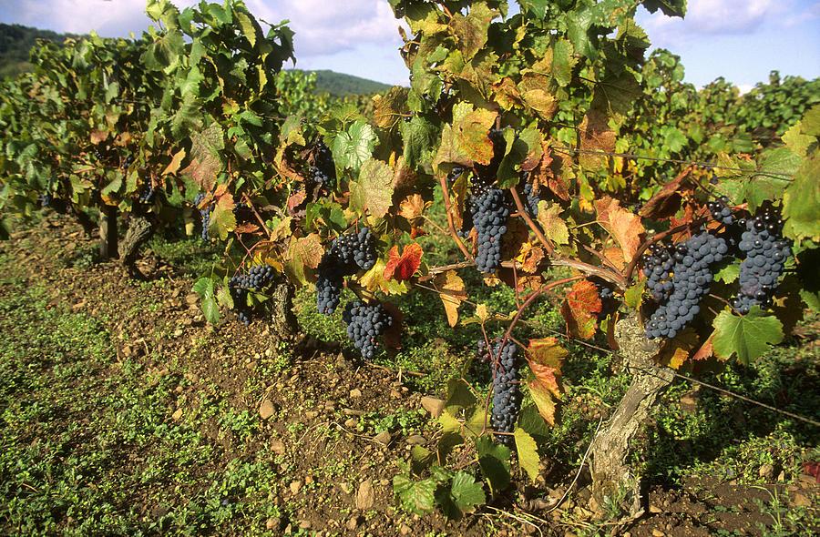 Климатски захтеви у узгоју винове лозе
