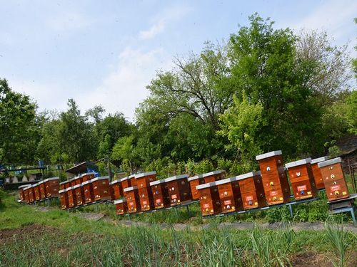 Радови у пчелињаку у августу