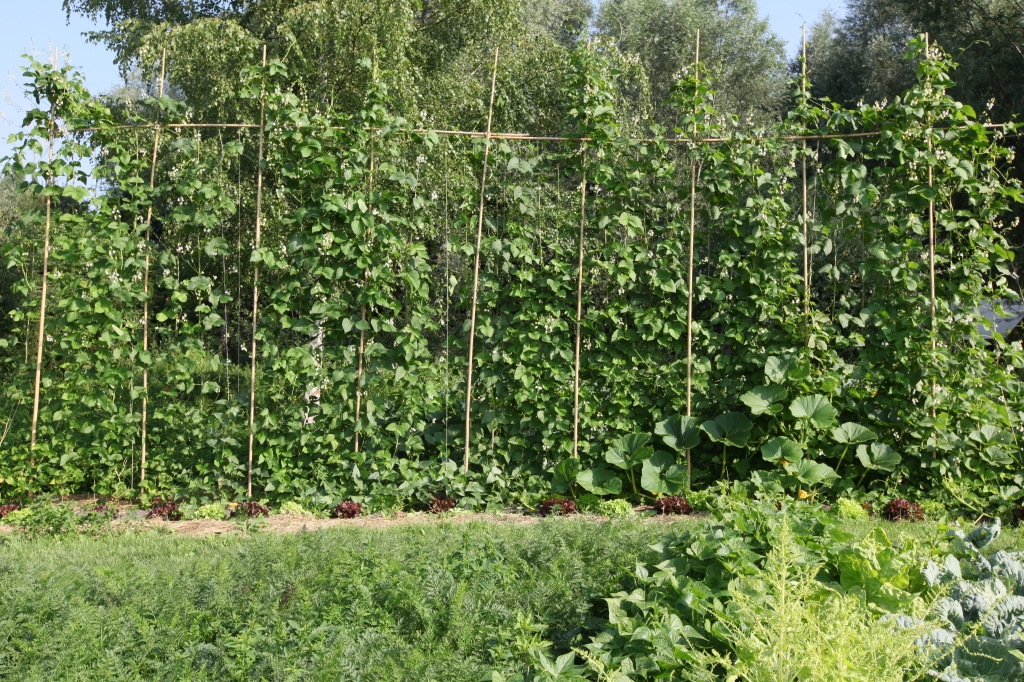 Specfičnosti gajenja visokog pasulja i boranije