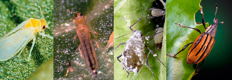 Bioinsekticidi