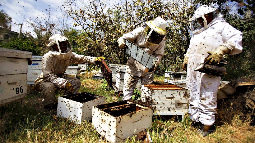 „Пресек“ стања пчеларства код нас