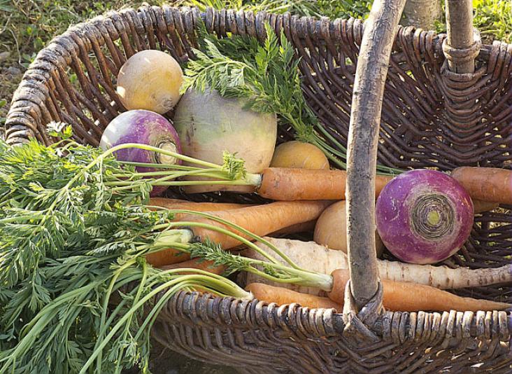 Kako očuvati korenasto povrće od bolesti?