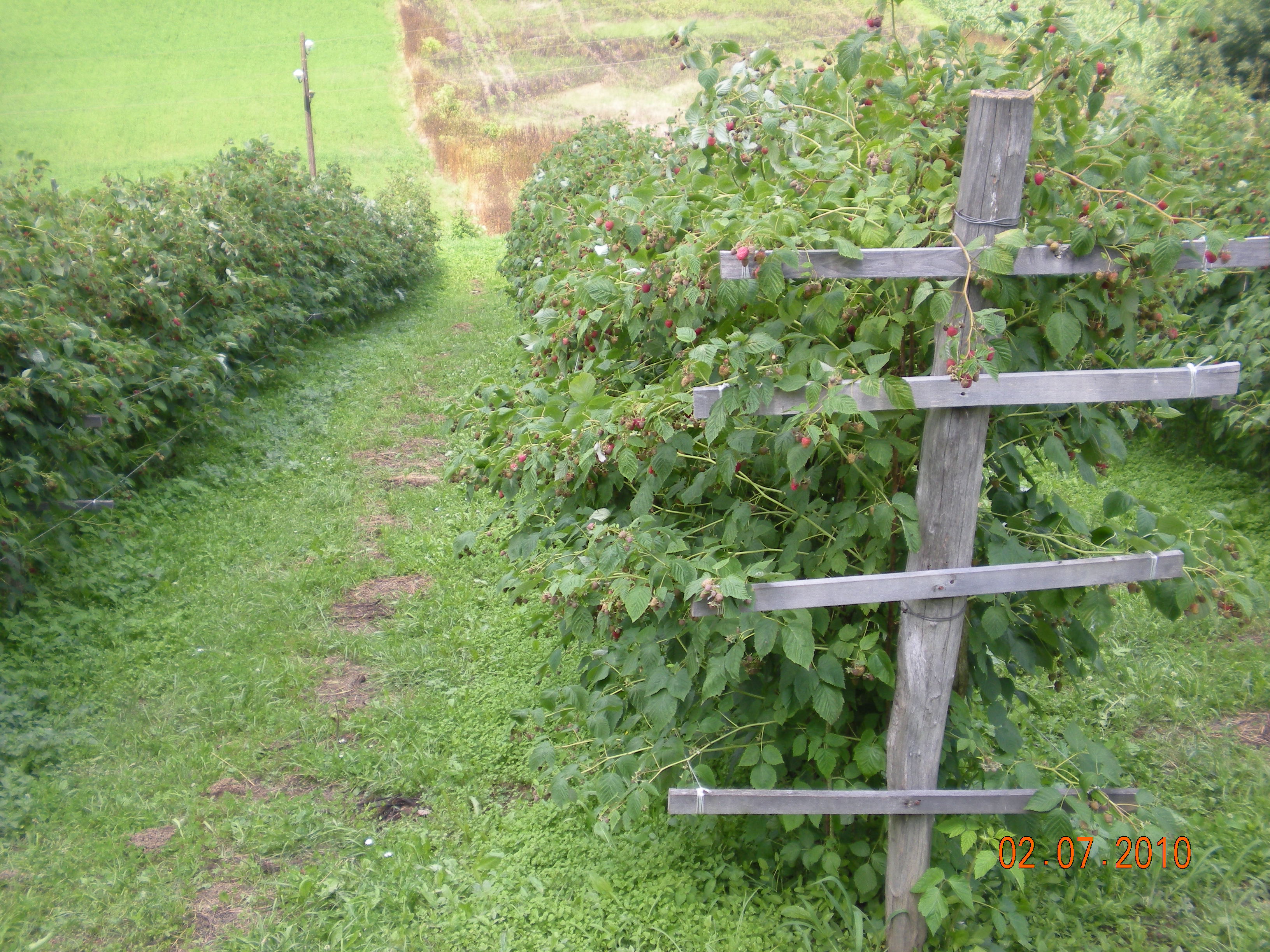 Sprečavanje lomljenja rodnih grančica maline