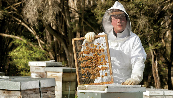 Prihranjivanje pčela 