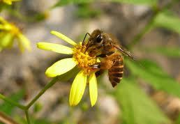 Lečenje pčelinjim proizvodima (4)