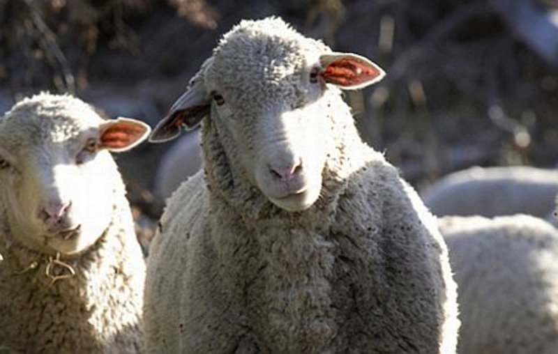Једна овца на четири становника
