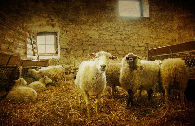 Климатски услови у овчарнику