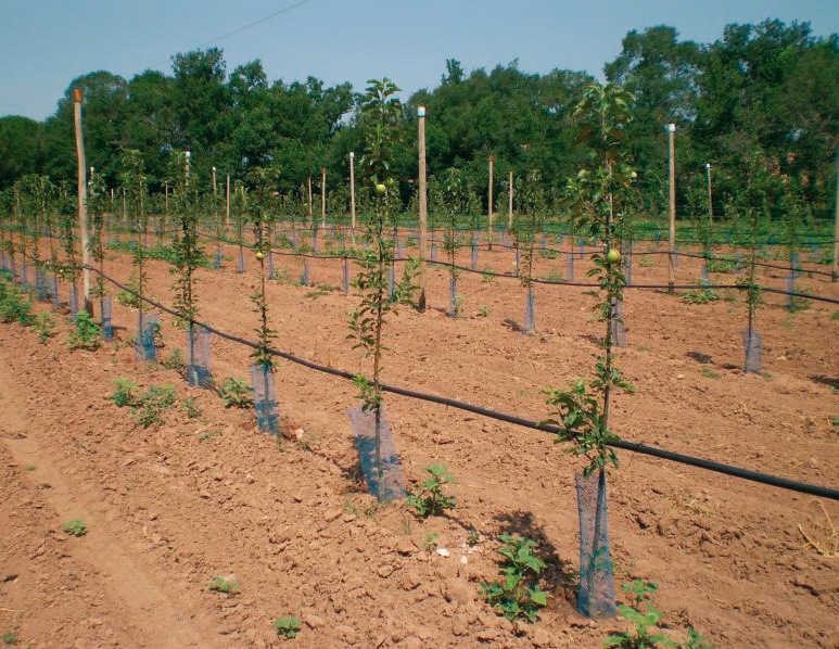 Priprema zemljišta za zasnivanje organskog voćnjaka